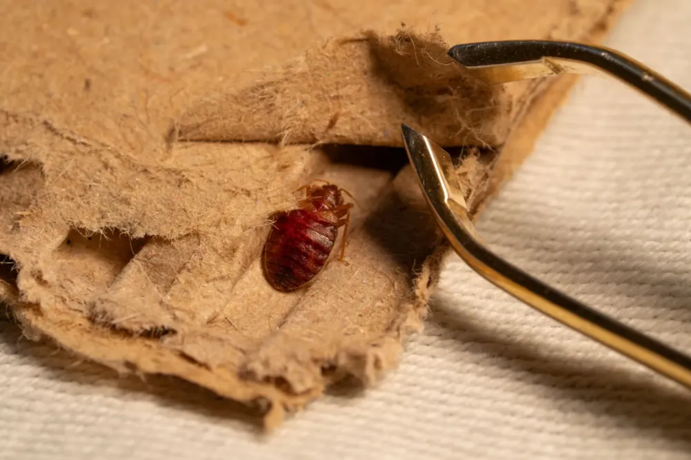 traitement anti-cafards à Lourdes